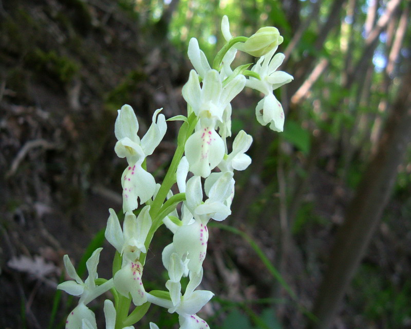 Orchis provincialis